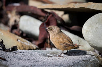 Cobb's wren