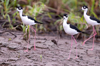 Black-necked Stilt