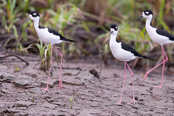 Black-necked Stilt