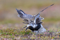 Black-bellied Plover