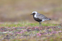 Black-bellied Plover