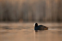 Common Coot / Łyska