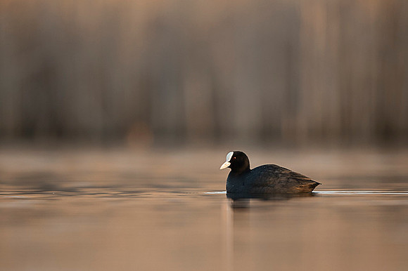 Common Coot / Łyska