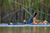 Common Coot / Łyska