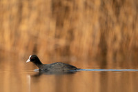 Common Coot / Łyska
