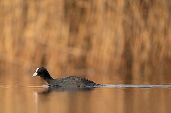 Common Coot / Łyska