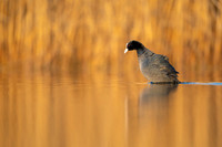 Common Coot / Łyska