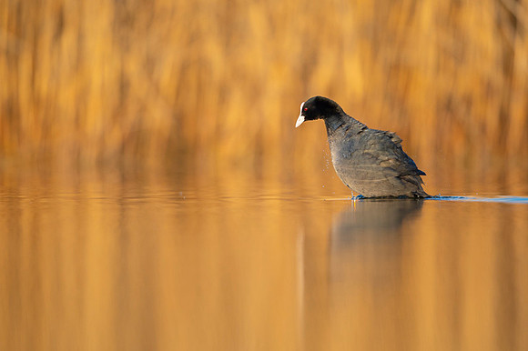 Common Coot / Łyska