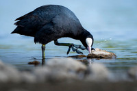 Common Coot / Łyska