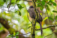 Cresated Guan