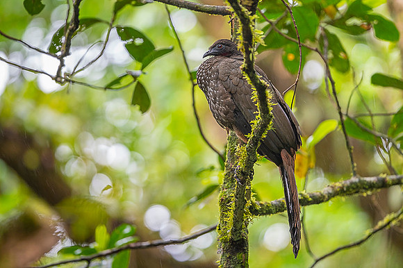 Cresated Guan