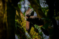 Cresated Guan