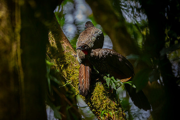 Cresated Guan