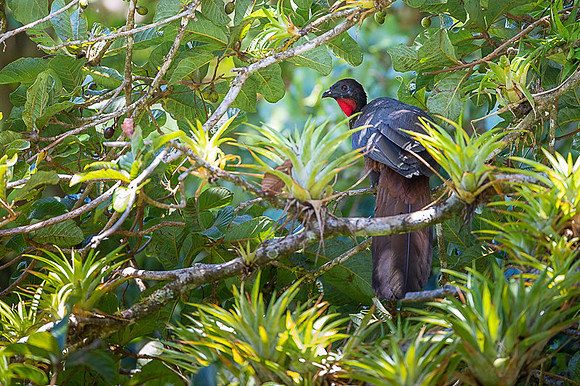 Cresated Guan
