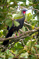 Cresated Guan