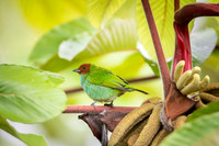 Bay-headed Tanager