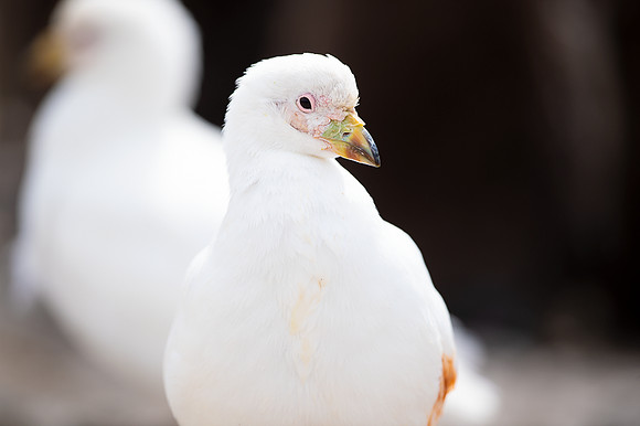 Snowy Sheatbill