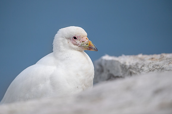 Snowy Sheatbill