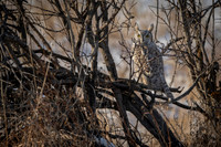 Grey horned owl