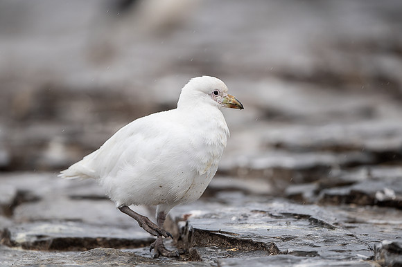 Snowy Sheatbill