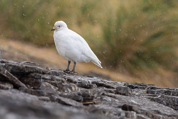 Snowy Sheatbill