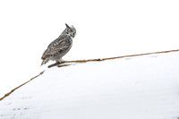 Grey horned owl
