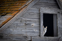 Grey horned owl