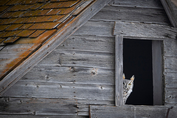 Grey horned owl