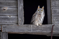 Grey horned owl