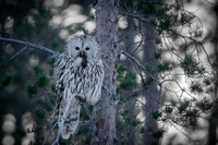 Ural Owl / Puszczyk uralski