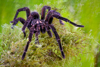 Tarantula