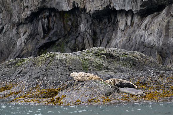 Harbor seal