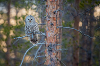 Ural Owl / Puszczyk uralski