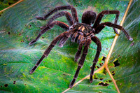 Tarantula