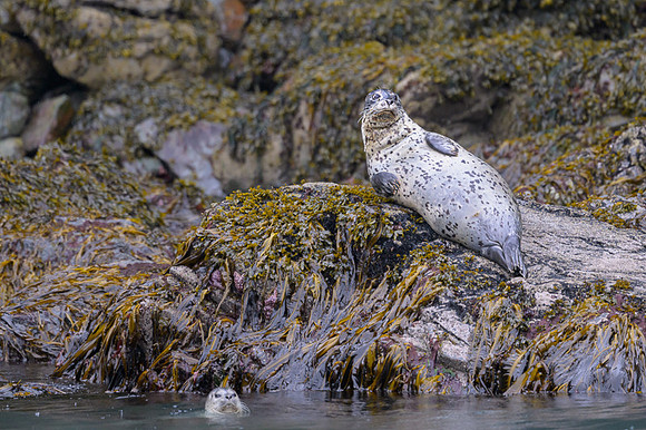 Harbor seal