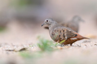 Ruddy Ground Dove
