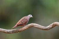 Ruddy Ground Dove