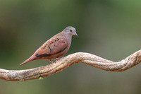 Ruddy Ground Dove