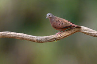 Ruddy Ground Dove