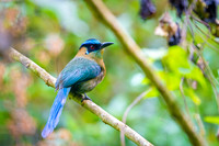 Andean Motmot