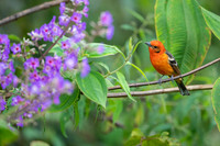 Flame-colored Tanager