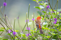 Flame-colored Tanager