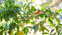 Flame-colored Tanager