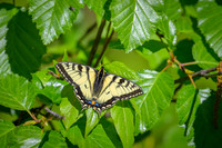 Canadian Tiger Swallowtail