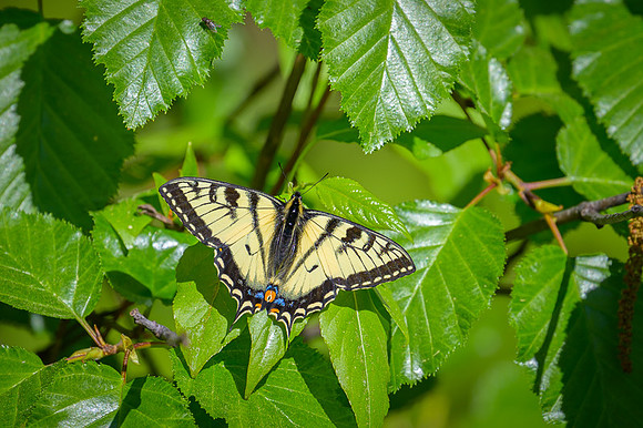 Canadian Tiger Swallowtail