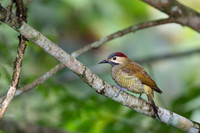 Golden-Olive Woodpecker