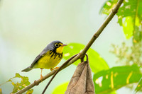 Canada Warbler