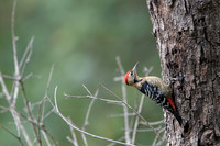 Falvous brested woodpecker