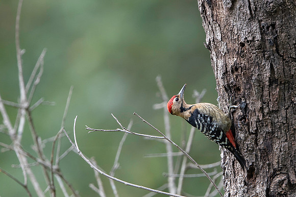 Falvous brested woodpecker