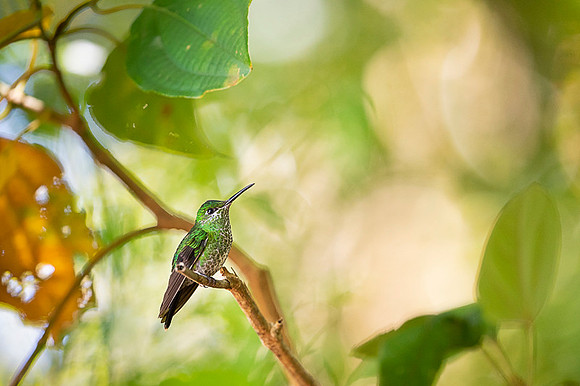 Green Crowned Brilliant Hummingbird